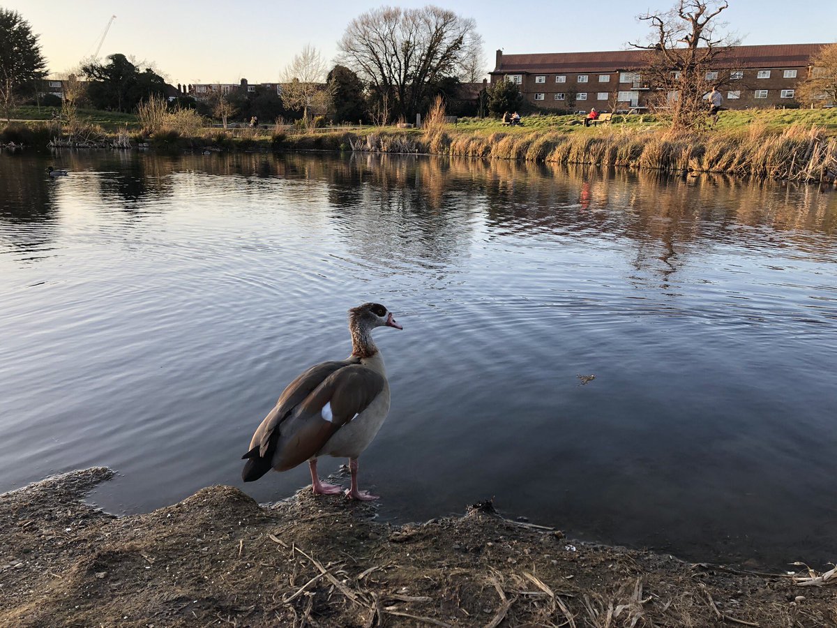 HettieMermaid's tweet photo. #WorldWetlandsDay 
Wetlands are incredible ecosystems, able to filter water, store carbon and support 40% of the world’s species!
But over the past 300 years, over 85% of the planet’s wetlands have been lost.
@FirsFarm in my home town have been working to restore our wetlands! 💚 https://t.co/QmSztDBizd