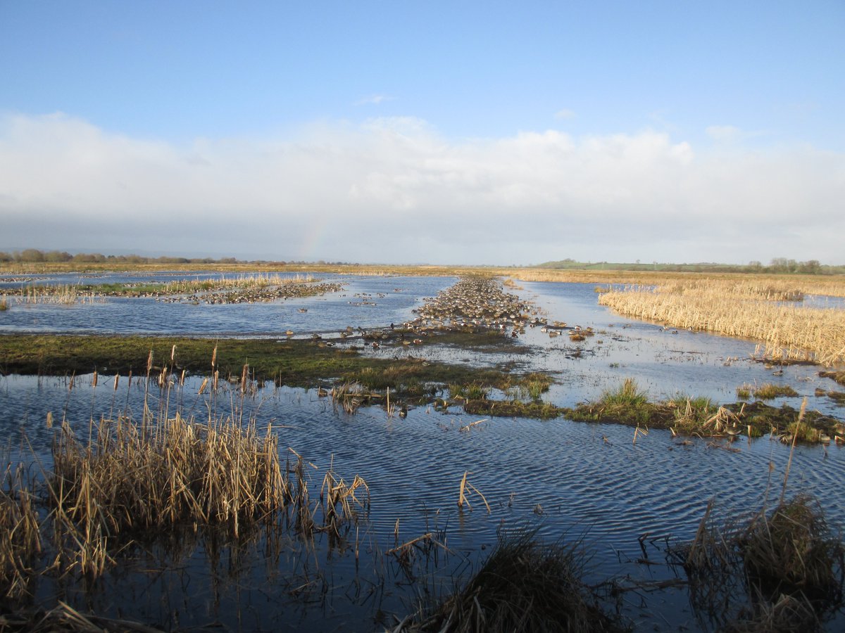 Musgrove Willows Ltd (@musgrovewillows) on Twitter photo Today is #WorldWetlandsDay. Growing willow on the Somerset Levels can certainly be challenging. Working in wetland areas - particularly during the winter - isn't easy. There are however, plenty of compensations
#WorldWetlandsDay2023 <a href="/RamsarConv/">Convention on Wetlands</a> #Somerset Today is #WorldWetlandsDay. Growing willow on the Somerset Levels can certainly be challenging. Working in wetland areas - particularly during the winter - isn't easy. There are however, plenty of compensations
#WorldWetlandsDay2023 <a href="/RamsarConv/">Convention on Wetlands</a> #Somerset