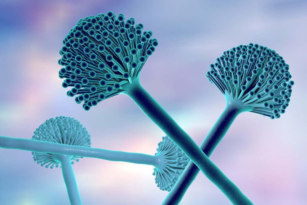 SuperbugsExeter's tweet photo. What's under the #SuperbugsExeter microscope today?
🦠Aspergillus🦠
Did you know that Aspergillus spores (mould) are all around us?
They can be found in our homes and spores can enter any living body with ease!!
@TREE_UoE @MaketankExeter
@uniofexeHLS @ExeterMed @CUsuperbugs https://t.co/IyVREcINUg