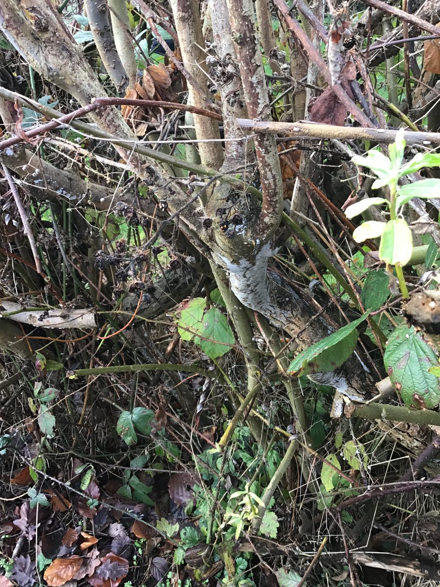 bh_primary's tweet photo. Here's what Rowan has been getting up to! #education #learning 
We explored the outdoors this week and made sketches of living things to help us with our classification unit in Science. We made sketches and made field notes like Charles Darwin.  #DimensionCC #Year6 https://t.co/eSq8PIWag5