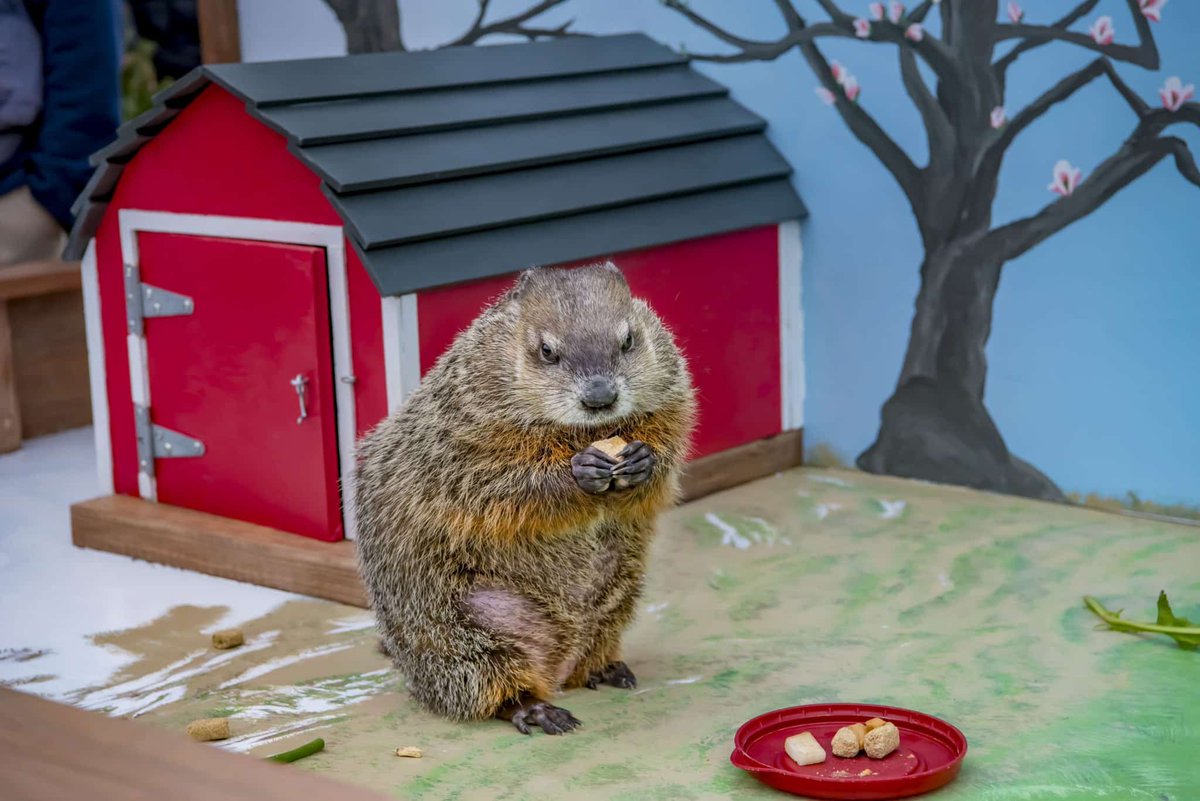 #HelloMilwaukee Gordy don't fail us now. #GroundhogDay2023 

@WISN12News @MalloryNews @LindseySlaterTV #LindseysZoo @MilwaukeeCoZoo #MKEZoo