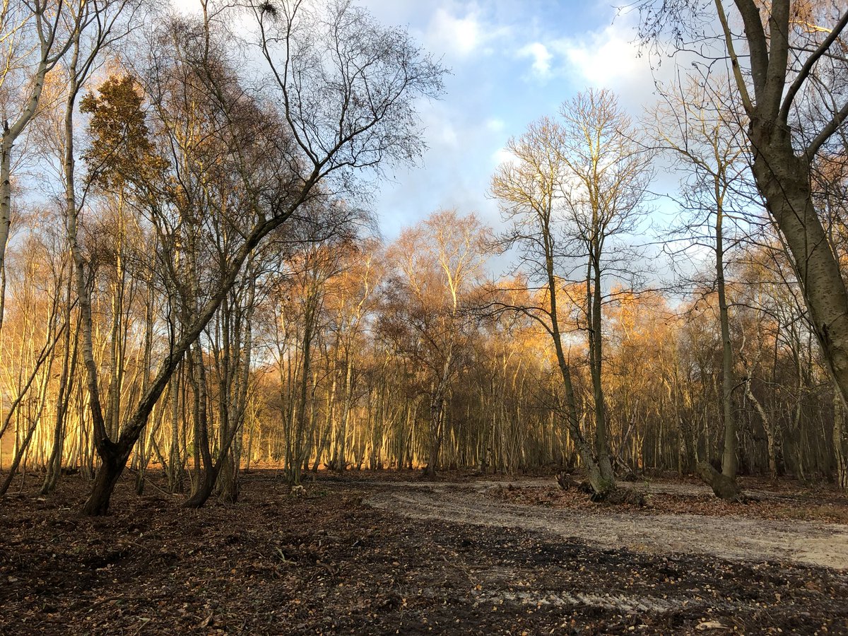 Before and after our rhododendron clearance project in woodland last November. This alien invasive plant has little value for wildlife and smothers native plants. Funding with Farming in Protected Landscapes grant from @SuffolkAONB and advice from @SWTWildFarms @theresecoffey