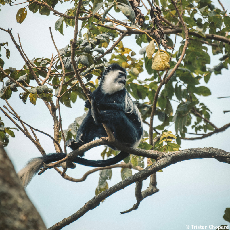 gorillacd's tweet photo. The black-and-white colobus monkey is the collective name for several colobus monkey species. They are distinguished by their lack of thumbs and are found in the tropical rainforests of Virunga, where they mainly feed on leaves.⁠

#colobusmonkey #wildlifephoto #oldworldmonkeys