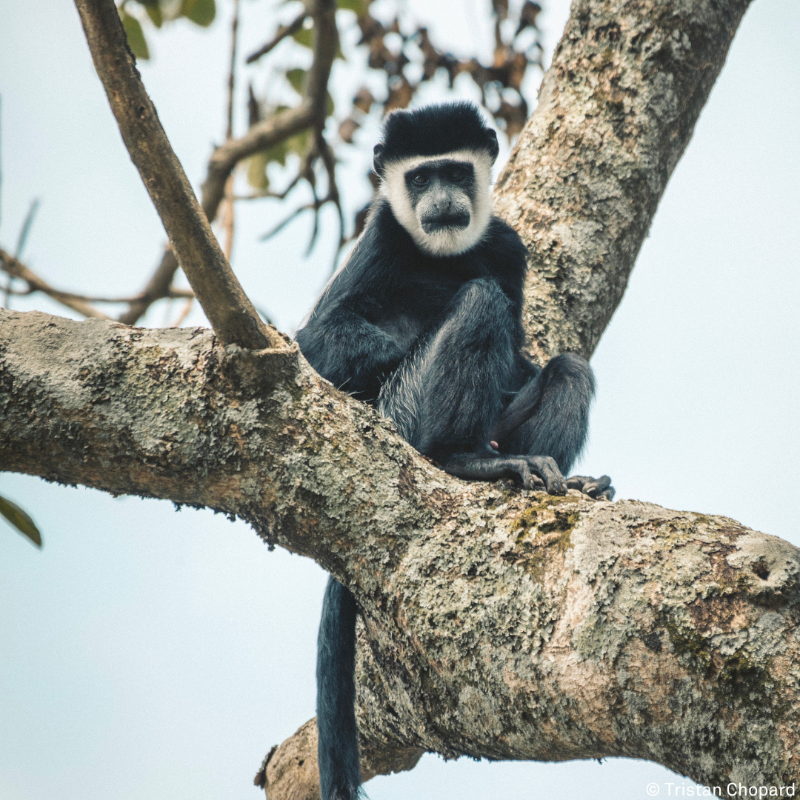 gorillacd's tweet photo. The black-and-white colobus monkey is the collective name for several colobus monkey species. They are distinguished by their lack of thumbs and are found in the tropical rainforests of Virunga, where they mainly feed on leaves.⁠

#colobusmonkey #wildlifephoto #oldworldmonkeys