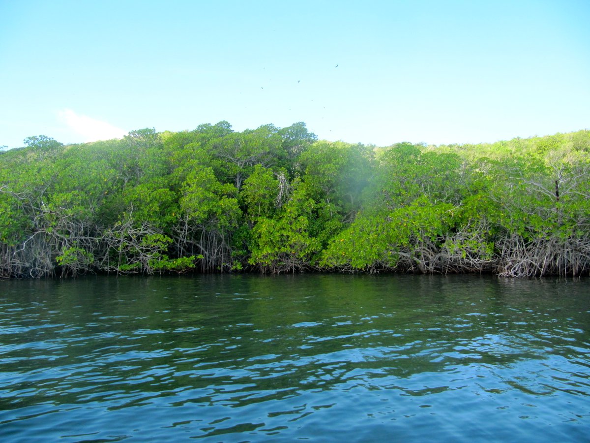 Caribbean Youth Environment Network in Jamaica tweet media