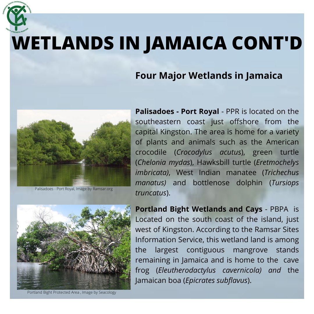 Caribbean Youth Environment Network in Jamaica tweet media