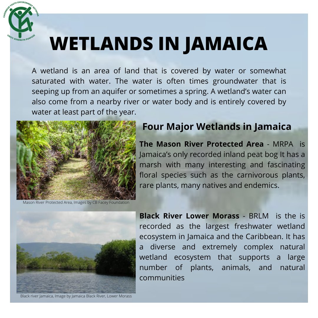 Caribbean Youth Environment Network in Jamaica tweet media