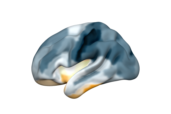 ChariteBerlin's tweet photo. A team from #CharitéBerlin has discovered a new organizational principle of #brain: the #complexome. They found that spontaneous brain activity is irregular by default, but intermittently becomes very regular for brief moments in time. @ScienceAdvances https://t.co/kQi4UgnGwd https://t.co/bm2KUimHXP