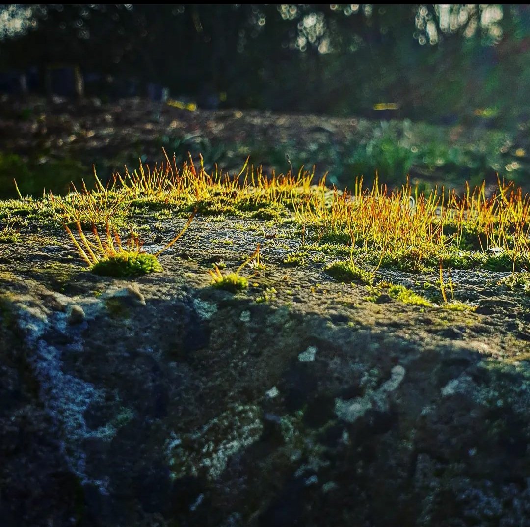 At the well's edges, moss stands, verdant guardian, catching Imbolc light. #naturepoetry #nature #poetry #poetrycommunity  #naturephotography #poem #naturelovers #poetrylovers #naturepoem #poems #naturepoems  #poet #writingcommunity #photography #haiku  #haikupoem #haikupoetry