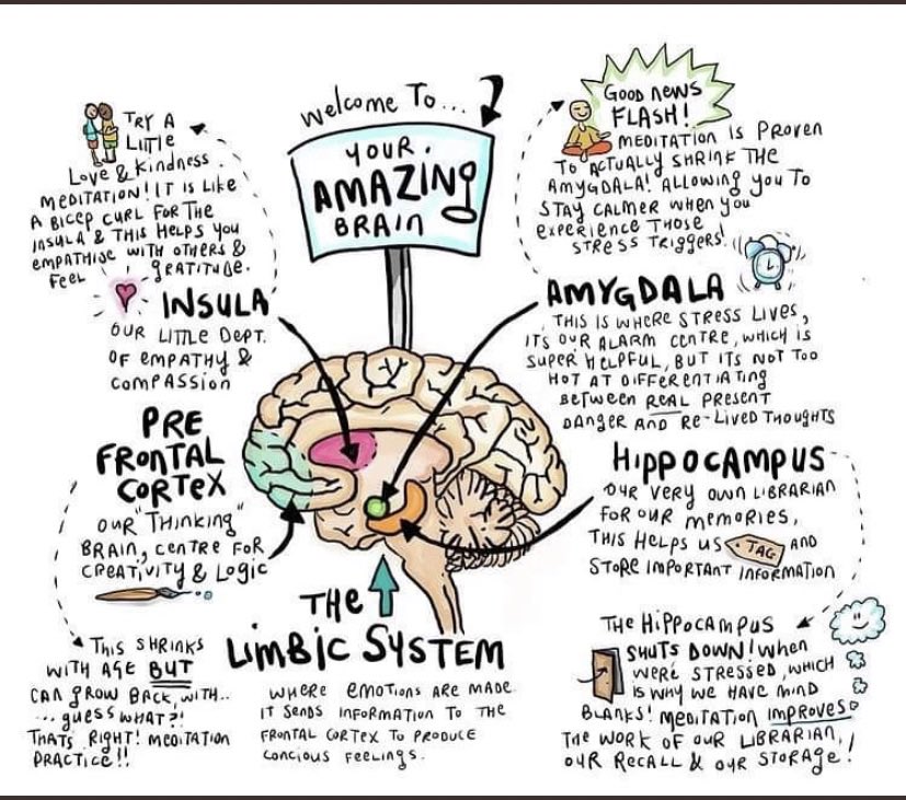 LaurieMcGinley1's tweet photo. This is such a complicated yet effective image of our amazing brain🧠 

There is a lot of information to take on board but breaking it down can help explain the different parts and how we can utilise each part to become that little bit better! 😊⚽️

#braindevelopment #cognitive https://t.co/q1IsL4hKtP