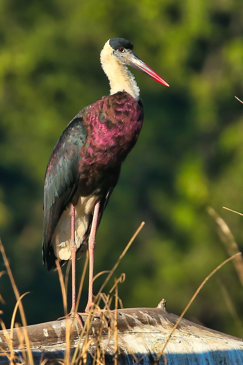manishariprasad's tweet photo. Love the colours on this Wooly Necked Stork. The right sun works wonders to bring out the metallic sheen. 
And the look, the look...

#IndiAves @IndiAves #BirdsSeenin2023 @britnatureguide https://t.co/NEywcfcpJC