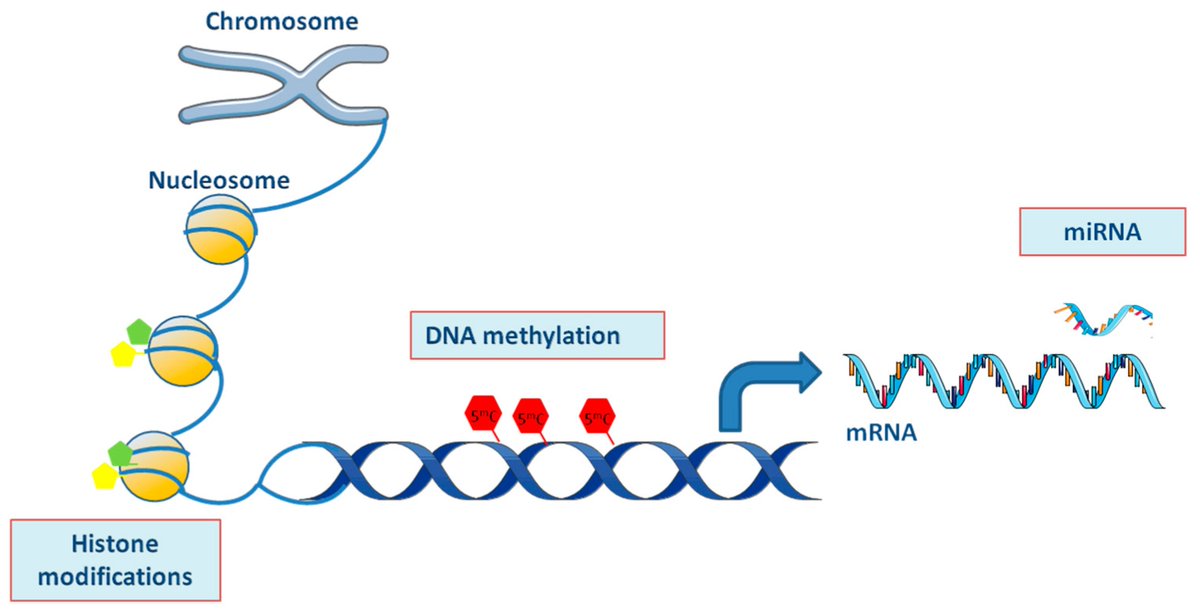 Epigenomes's tweet image. Epigenetic Modifications in Generalized Autoimmune Epithelitis: Sjögren’s Syndrome and Primary Biliary Cholangitis by Yves Renaudineau et al.

mdpi.com/2075-4655/3/3/…

#sjogrensyndrome #cholangitis #epigenetics