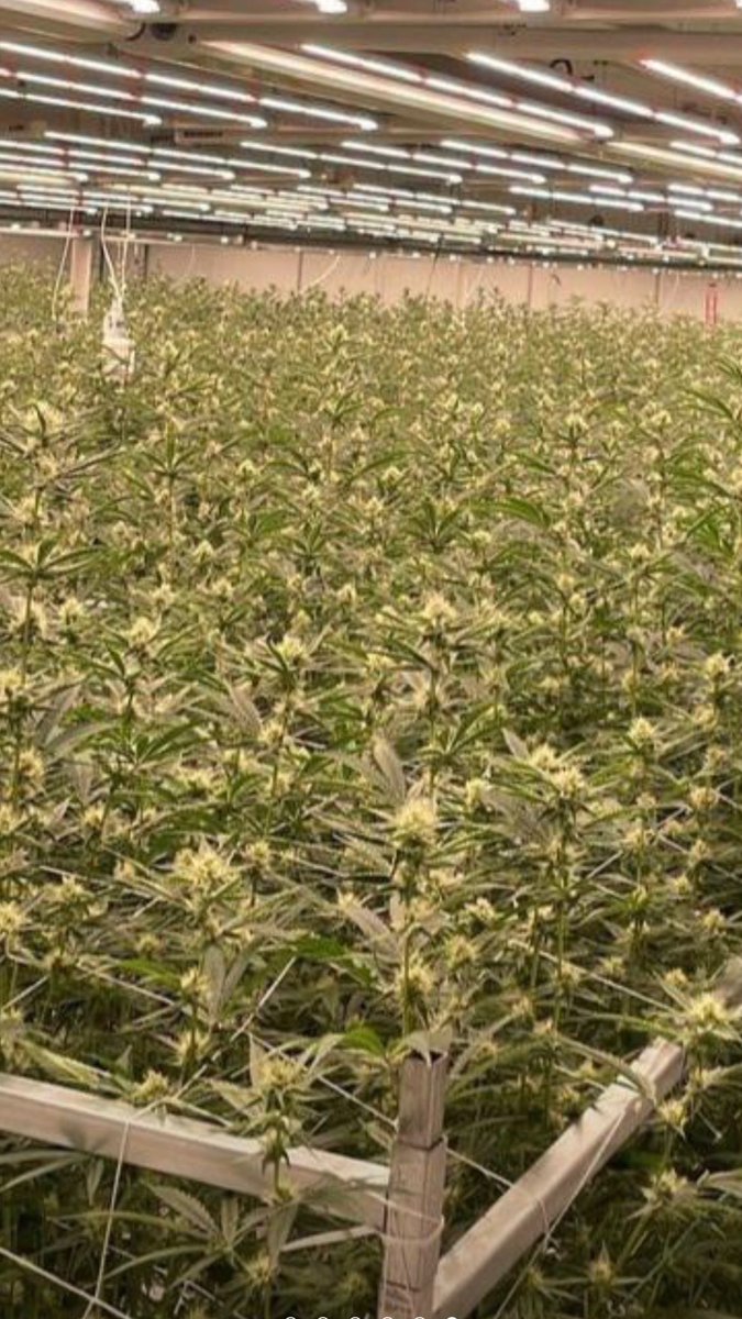 grothschild1974's tweet image. It’s only 2:55 lil boo bear 🐻:) have a good day - #ticketstomydownfall #freebass #kingfreeme #BlackHistoryMonth