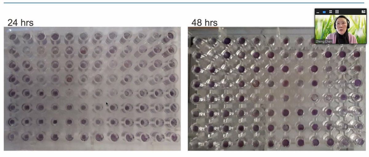 MATOMIC_21's tweet photo. Great updates from the @MATOMIC_21 team today, with a presentation from Yaoyao Chen @UFZ_de with color change (purple) due to #Carbon #metabolism on different Carbon sources. More updates in the coming months! @novonordiskfond https://t.co/uAah6Lz1cy