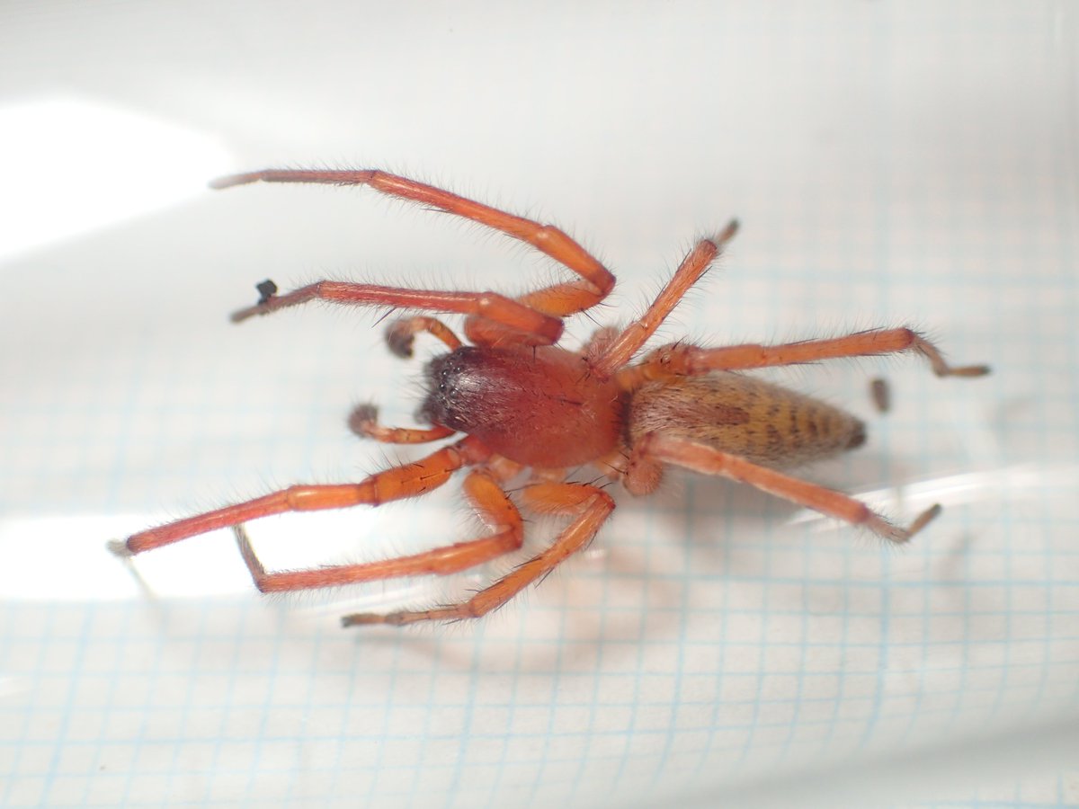 クモちゃん (@JunichiKumo) / Posts / X