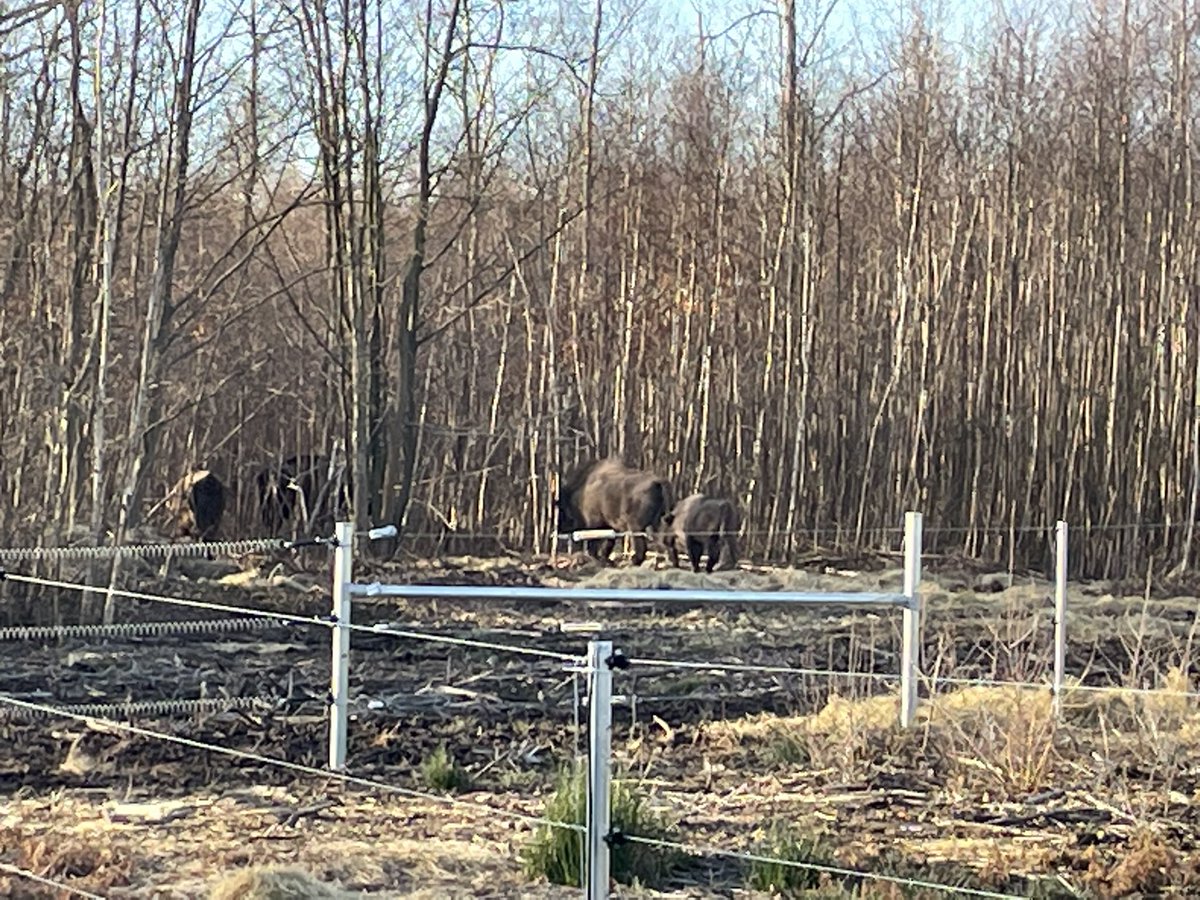 We would like to thank Tom, one of the bison 🦬 rangers at @WildwoodTrust for hosting us today! Very insightful visit for the @biokent students exploring the gut #microbiome of #bisons from the #WilderBlean project! We did see the bison herd as well! #gutmicrobiome @KentWildlife