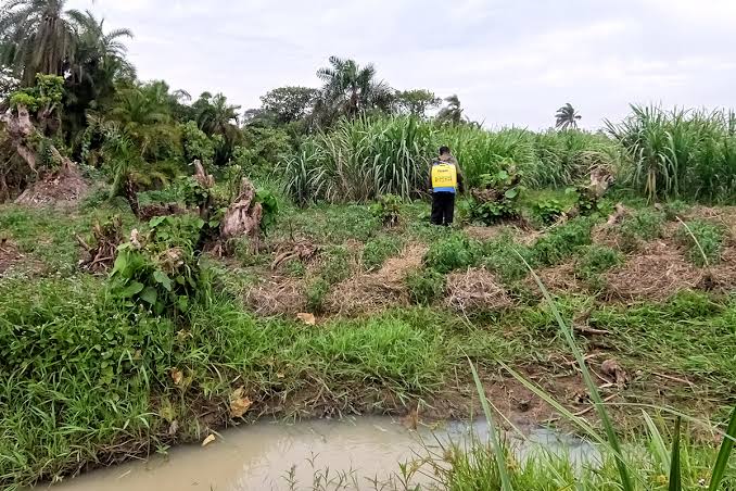 Wetlands are areas of land that is permanently or seasonally saturated with water. In Uganda these include marshes,swamps& bogs.
Wetlands occur all over Uganda &cover an area of 11 per cent of  land area.
River Semliki is one of major rivers with major wetland systems #MWEworks