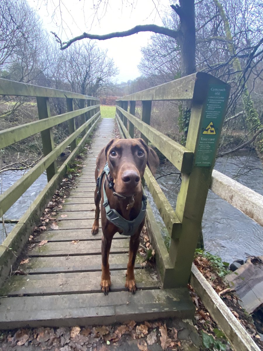 JGHRSolutions's tweet photo. Started the day with a stroll with my boy Odin @NTLlanerchaeron #morningwalk #walkbeforework #dobermann #dogsoftwitter https://t.co/qS7BOhUCjY