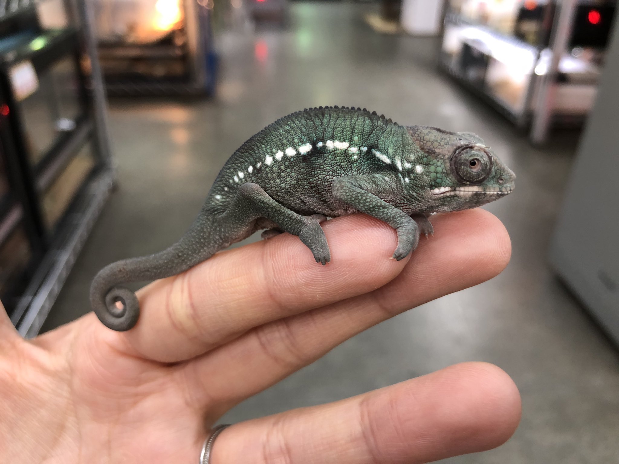 コリーマオオツノトカゲ登場!マダガスカル便も少々!!@みなと コリーマオオツノトカゲ登場!マダガスカル便も少々!!@みなと