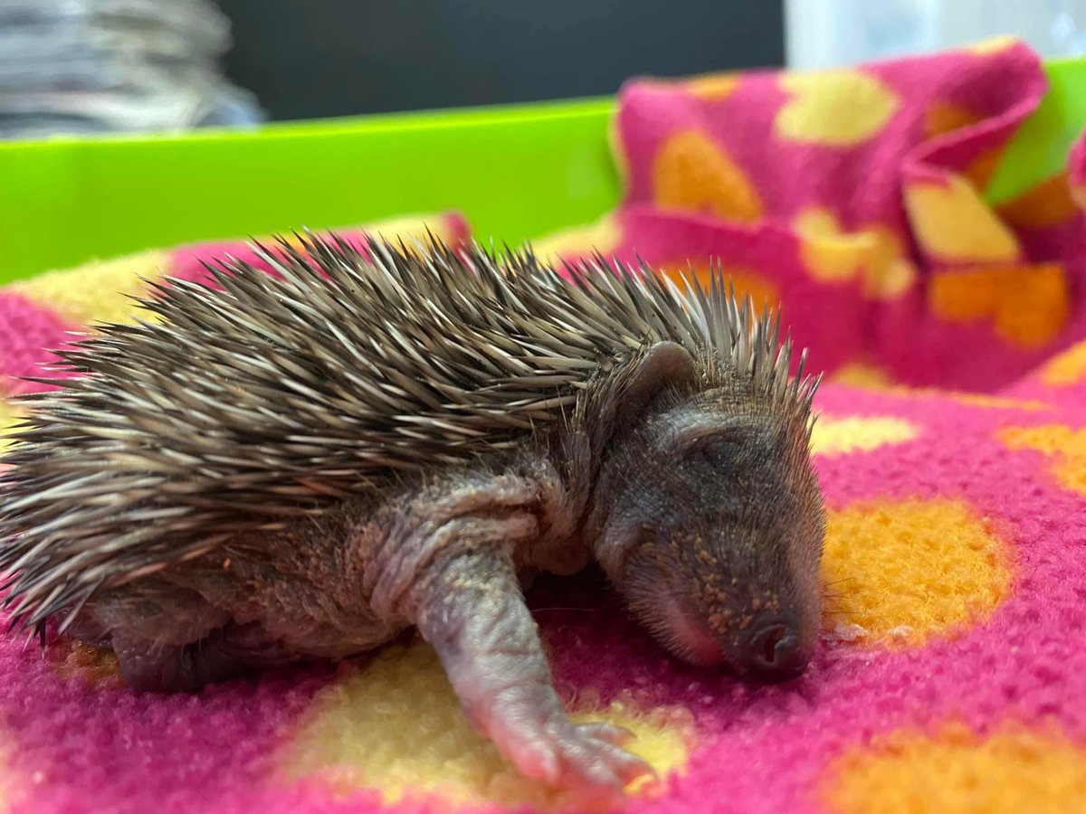 Happy National Hedgehog day from all of us here at the SWCC. 

Picture of baby Penelope from a few years ago 🦔🥰