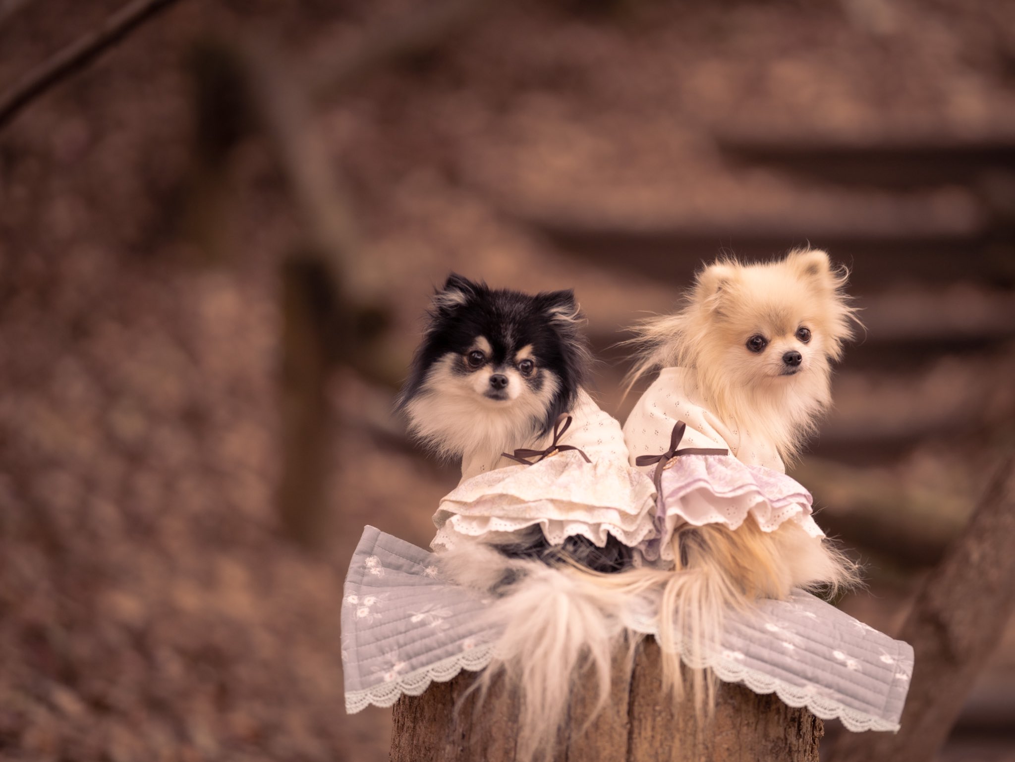 上品な犬服❤Anela ໒꒱. ﾟ (@DogGoods_anela) / X