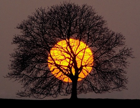 outotec's tweet photo. Sunset Tree, Peru #SunsetTree #Peru https://t.co/4892ZmIZWR https://t.co/ZhP0u8ONzK