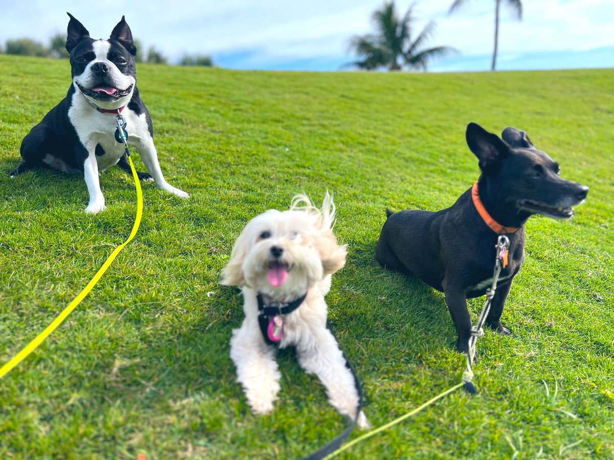 sobepooch's tweet photo. The 3 Musketeers 🐶🐾❤️ #sobepooch #petservice #miamibeach https://t.co/yVi94XF3k6