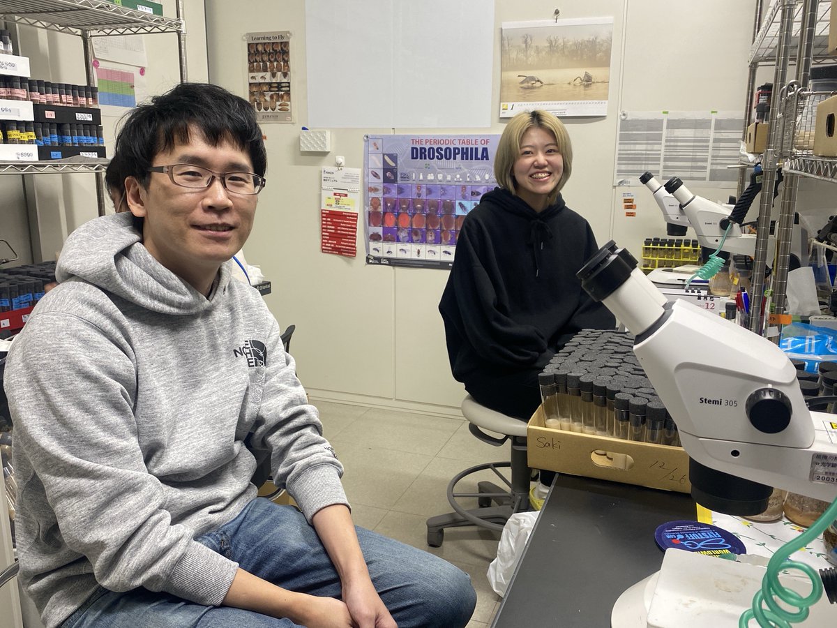Yoo_Lab_RIKEN's tweet photo. 1. “Sayonara” to the old apoptosis model! 

For the last few decades, it has been described that flies don’t have a BH3-only protein that activates caspase. We found it and named it “sayonara”. Our PhD student Yuko pioneered this research.
https://t.co/IA2FeYa4AA https://t.co/vhXrnEOIuV