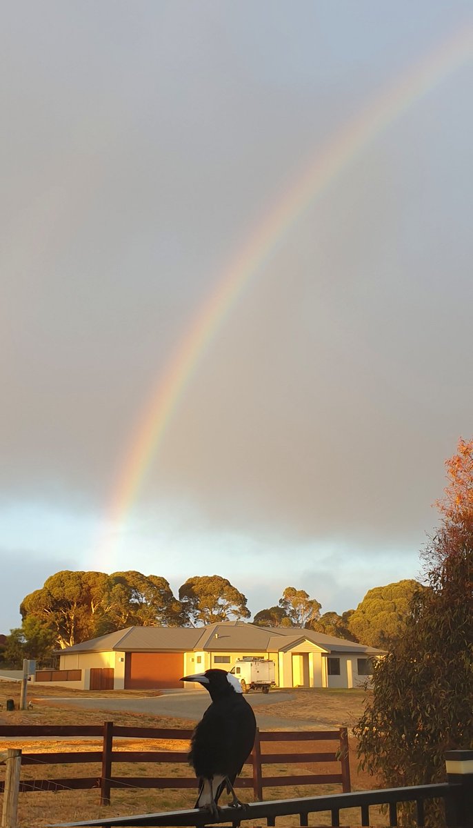 WendyBirdOZ's tweet photo. Ending the day with magpies and rainbows. 🥰
#Albany #WesternAustralia #sunsetstate #westisbest https://t.co/rz6eBxtL5E