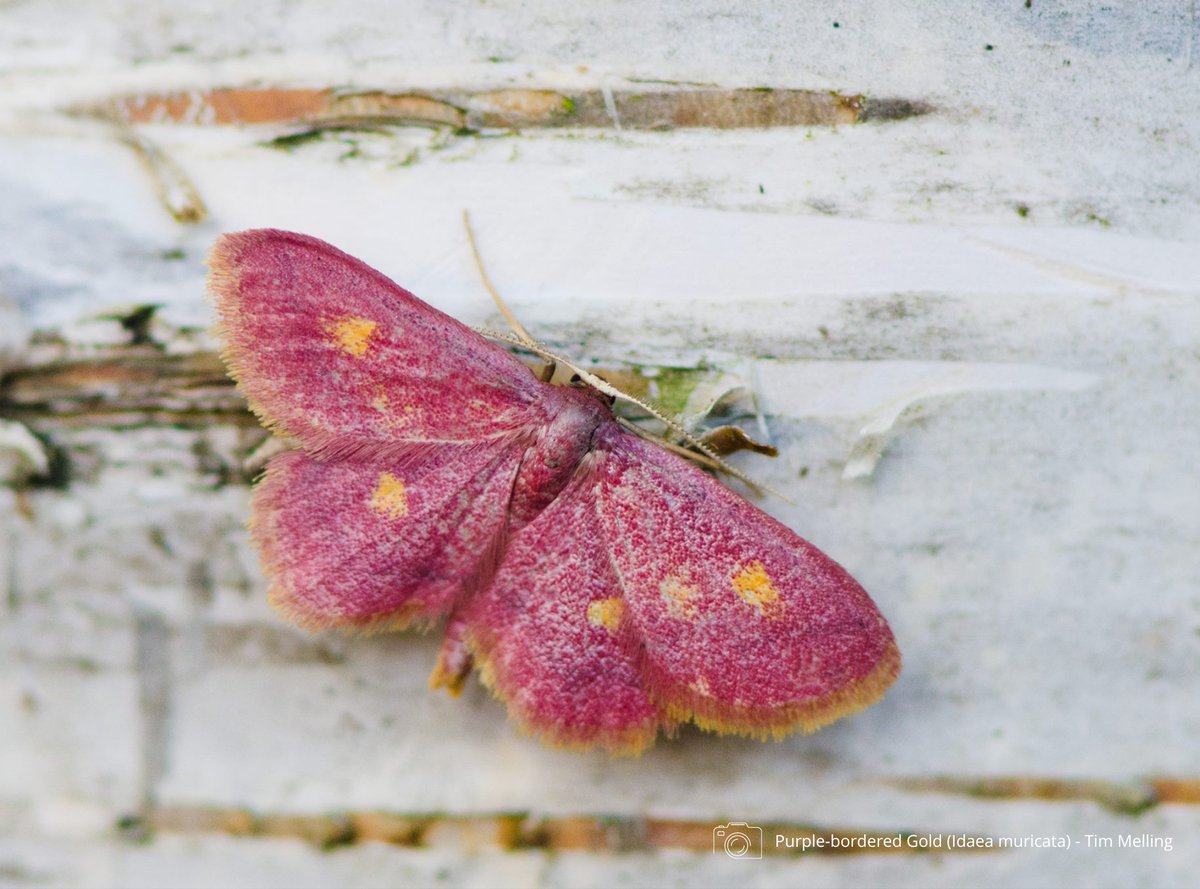 savebutterflies's tweet photo. Today is #WorldWetlandsDay! 💧 🌱 

You might not think it, but wetlands are key habitats for butterflies and moths, and home to some of the UK's rarest specialist species.

Here are just a few. Find out more about these amazing habitats 👉 https://t.co/kn9Uh2edQX https://t.co/VgLJuw4pgM