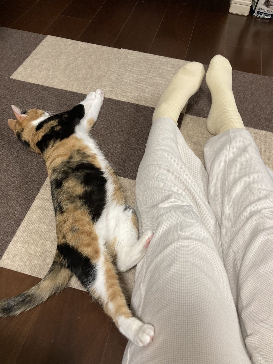 Qawoco's tweet photo. 床暖房堪能ねこちゃん。
私の足すら使いこなす。
#猫のいる暮らし https://t.co/P8GDXRVmVN