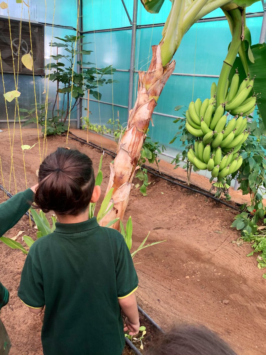 ArborSustain's tweet photo. Where do fruits & vegetables come from? Connecting to the natural food cycle in our #arborbiofarm, our littlest learners gain a deep understanding of the world around them #sustainability #health #healthyeating #sustainableliving https://t.co/dc9YeKIZUc