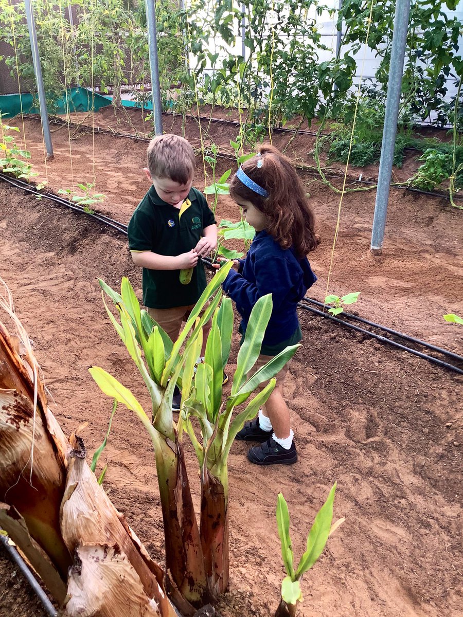 ArborSustain's tweet photo. Where do fruits & vegetables come from? Connecting to the natural food cycle in our #arborbiofarm, our littlest learners gain a deep understanding of the world around them #sustainability #health #healthyeating #sustainableliving https://t.co/dc9YeKIZUc