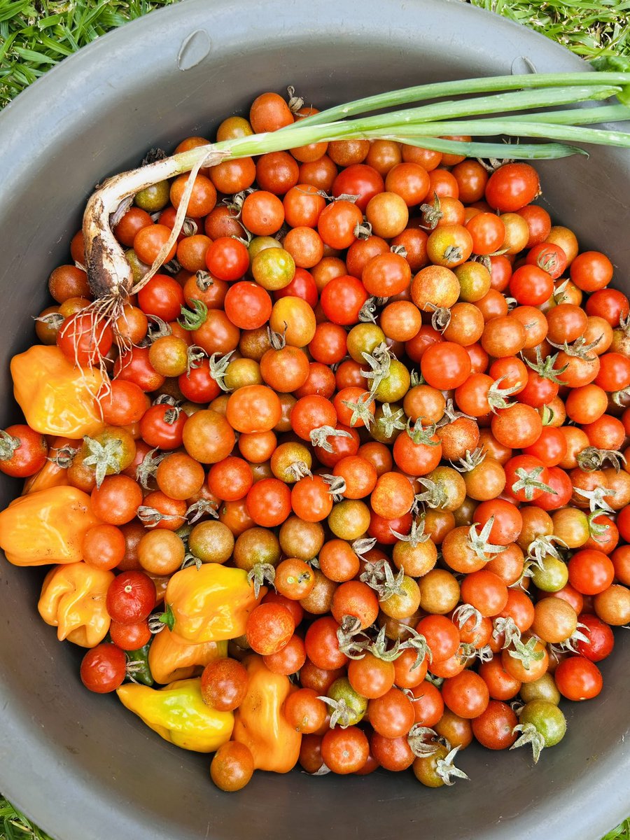 eddiemahembe's tweet photo. If you are in #Pretoria...
Your order is ready for delivery. 
Hit my inbox 📥, NOW! 
Tomatoes 🍅 4 EDUCATIONAL SUPPORT 
#Education4Development https://t.co/sLbPLC7LgM