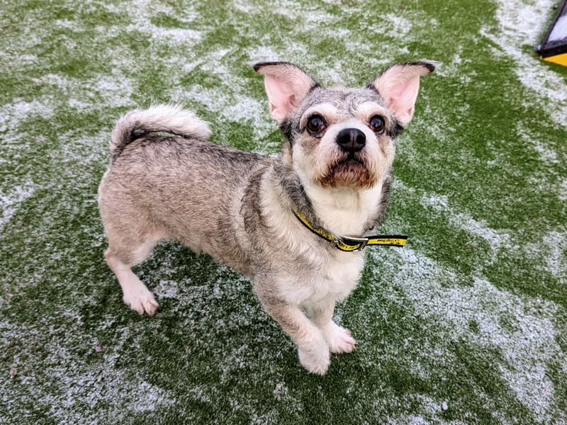 Please retweet to help Alfred find a home #CARDIFF #WALES #UK Bichon Cross aged 3, he can live with children aged 14+ and possibly with another calm dog 🐶✅ DETAILS or APPLY👇 dogstrust.org.uk/rehoming/dogs/………… #dogs #pets #animals #AdoptDontShop