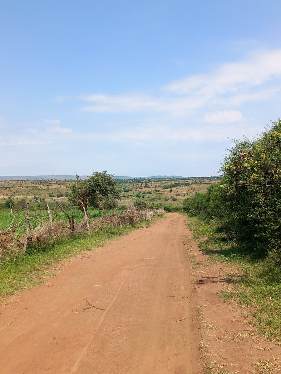 ImigongoPartner's tweet image. Where there was nothing, there is something.
A year ago this was unproductive land with sparse bushes dotted by medium size acacias.
Today it's a marram road flanked by our fence and a euphorbia hedge surrounding hectares and hectares of land farmed by the local community.
#Ndego