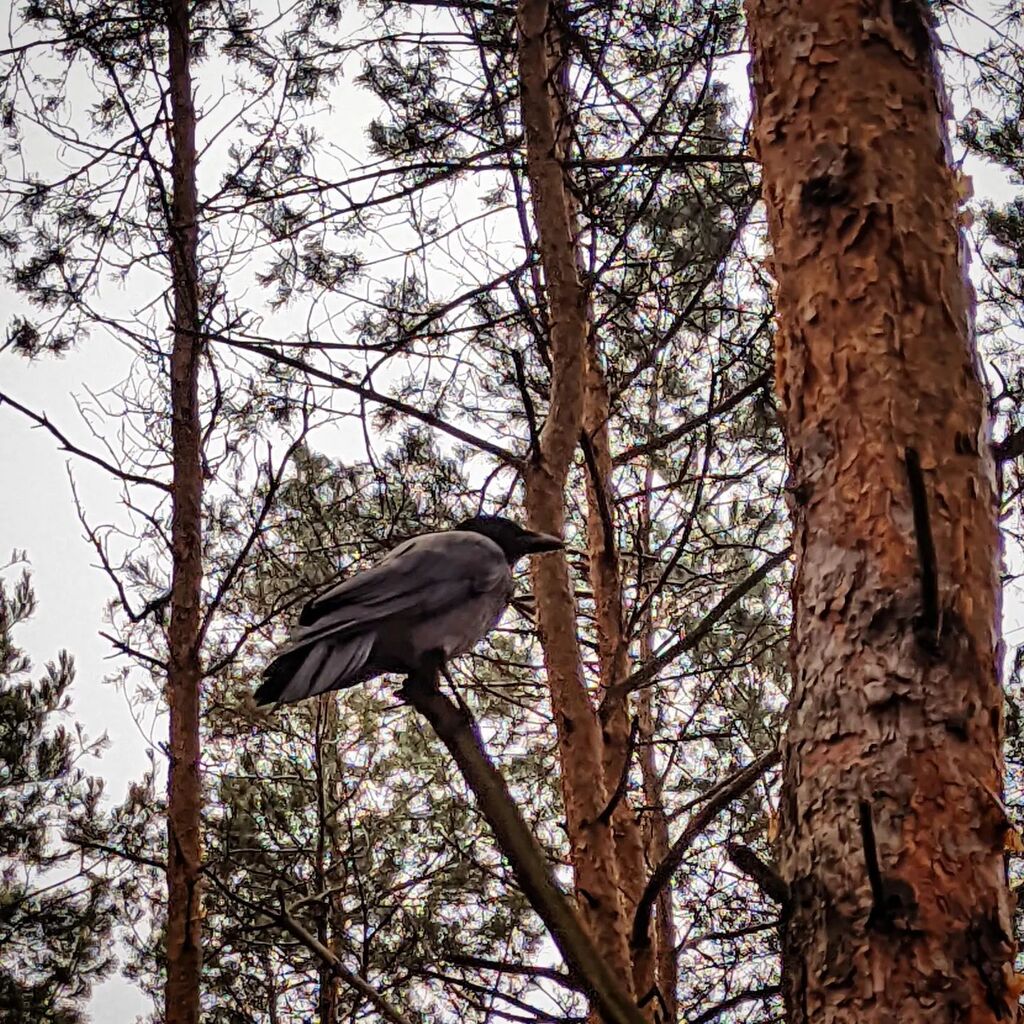 sle3va's tweet photo. Rozkraczyła się, a później zapozowała.
Co?
A tak. Rozkrakała.
#wlesie #wrona #crow #forest #wood https://t.co/h49esJMDWV https://t.co/FIpbdlVLoH