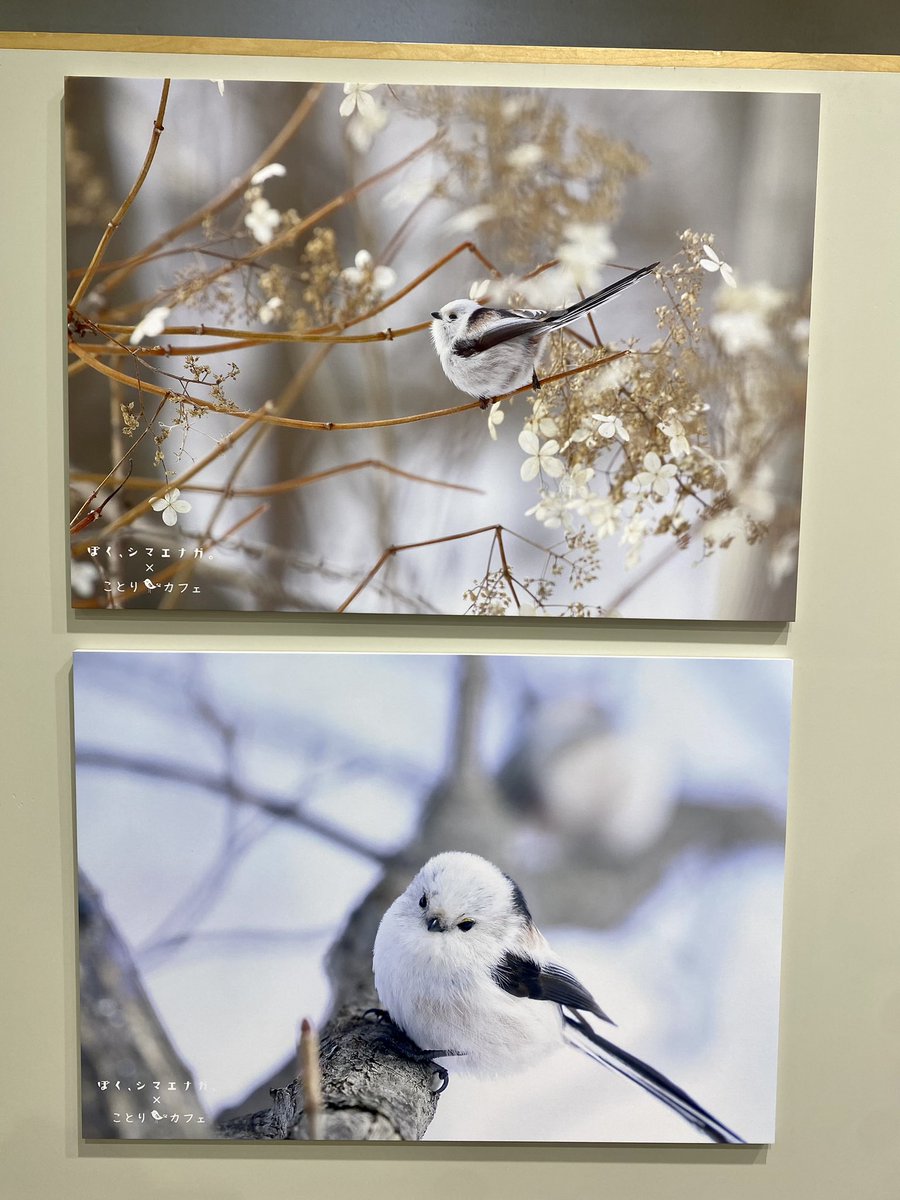 小物 simaenaga Amazon.co.jp: カミオジャパン(Kamiojapan)コンパクト両面開きペン