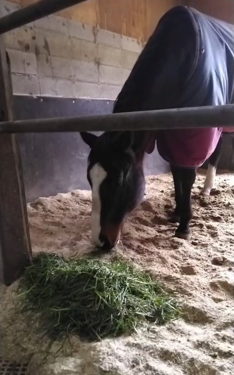 生牧草バンクで注文した生牧草は無事にドライヴナイトくんへ届きました！
ちゃんと食べている...凄く嬉しい...🥰 