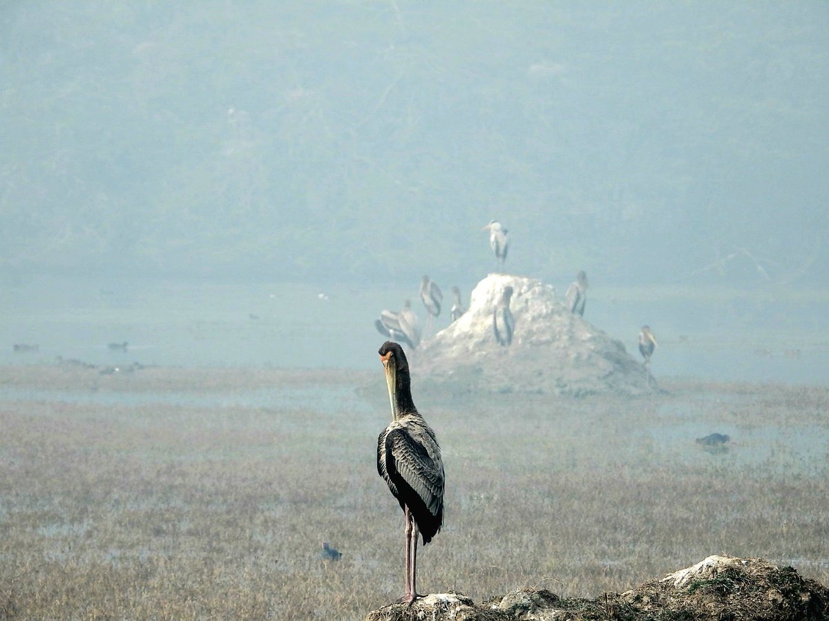 Lets pledge to save #wetlands on #WorldWetlandsDay
#WorldWetlandDay #WetlandsRestoration #NaturePhotography #WetlandsDay 
#IndiAves  #BirdsSeenIn2023 #birdphotography #IncredibleIndia