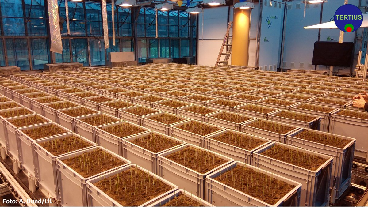 RYE_SUS's tweet photo. Excited about the @LemnaTec #phenotyping system at the Bavarian State Research Center for Agriculture. Within the @bmel Arable Farming Strategy 2035 we gain novel knowledge on #rye chromosome 1RS in the genetic background of two modern German winter #wheat cultivars.
#TERTIUS https://t.co/0pfdAEevQd