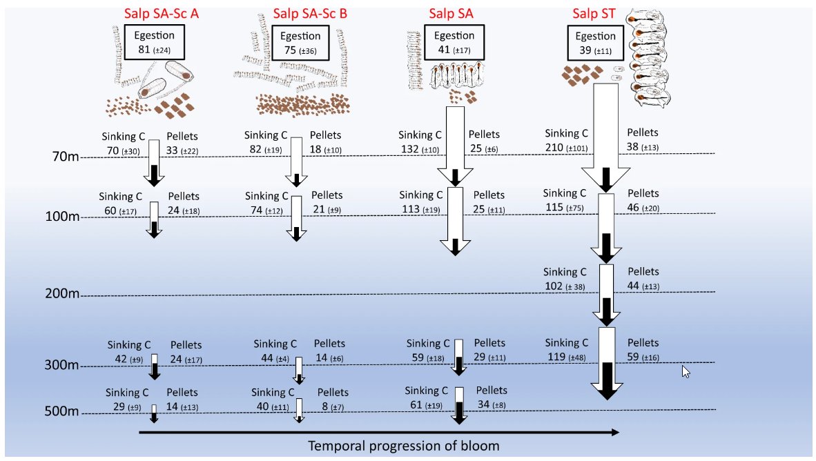 NatureComms's tweet image. .@ladyZooplankton et al. find that #Salps (#plankton) alter microbial communities and quintuple the flux of sinking particles from the surface to the deep, strongly enhancing the ocean&apos;s ability to sequester #CO2 @Decimalab @Scripps_Ocean @niwa_nz nature.com/articles/s4146…