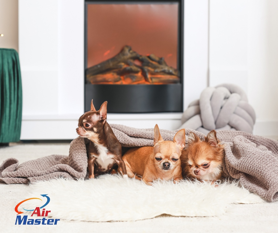 AirMasterMi's tweet photo. Make sure even your furry ones feel warm during winter. Looking for a gas or electric fireplace installation? We are your option; call us at 248-399-1800 for more information. https://t.co/U242kw5HFH