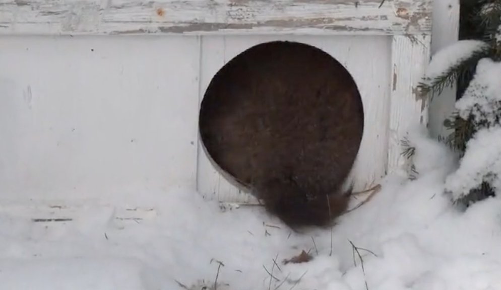 mattdagley's tweet photo. Shubenacadie Sam came out butt first this year. He has seen his shadow. 6 more weeks of winter. https://t.co/QeCoR2KDwx