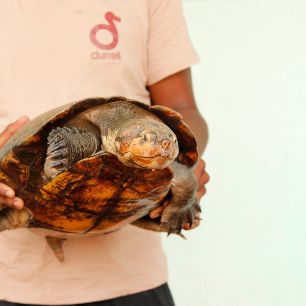 🌍 Our wetland restoration work with local communities in Madagascar helps species such as the Madagascar big-headed turtle

👉 Discover how <a href="/JerseyZoo/">Jersey Zoo</a>’s hatchlings will help their wild counterparts: durrell.org/news/criticall…

💚 Supported by @natgeo <a href="/WhitleyAwards/">Whitley Fund for Nature</a> @usfws &amp; <a href="/UKBCFs/">Biodiversity Challenge Funds</a>