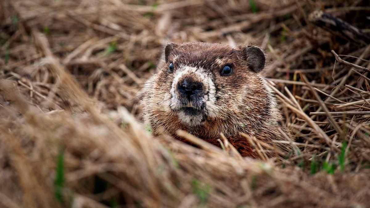 Parks Canada NHS, New Brunswick tweet media