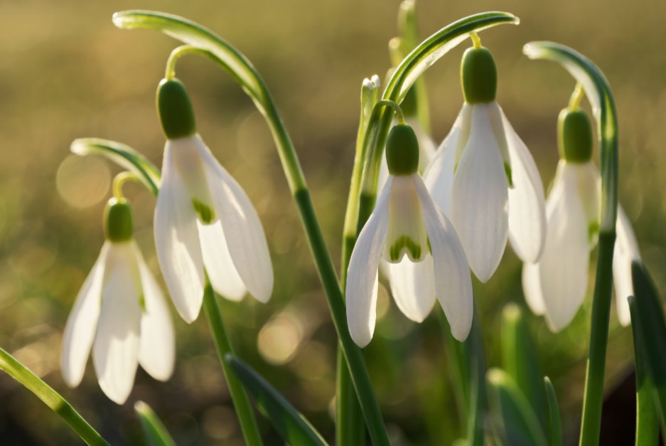 Are the #Candlemas Bells out in your #rural #churchyard? We'd love to see how many @CofEDevon #churchyards have them. Leave a 📸 in the comments 👇 
@CofEEnvironment @lydia_perris @godsacre #ruralchurch #biodiversity #Snowdrops #greenspace #nature #candlemasbells #ecochurch