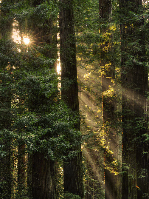 Sequoia Sunrays, Del Norte County, California #SequoiaSunrays #DelNorteCounty #California 143records.com