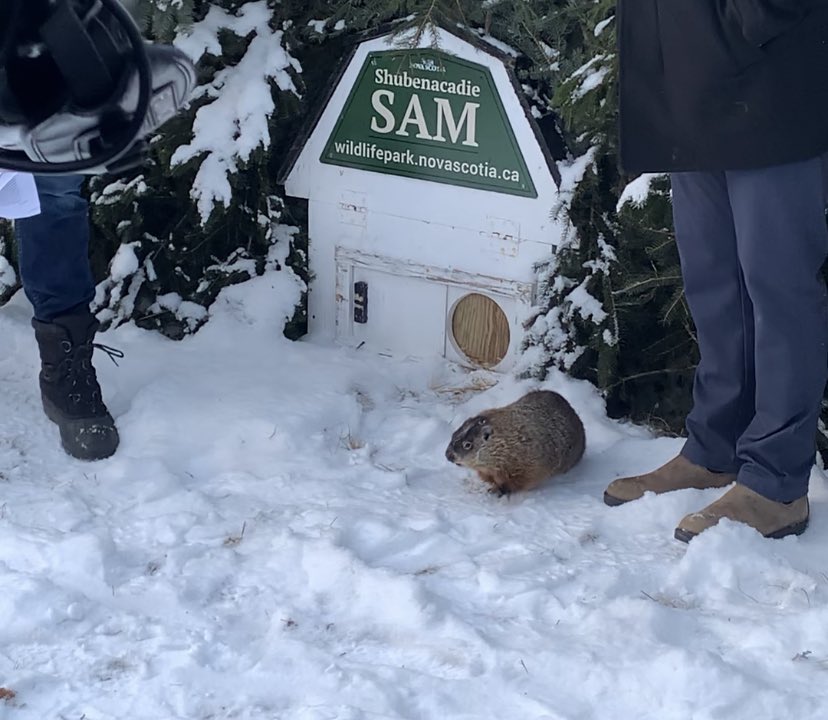 Breaking news: Shubenacadie Sam saw her shadow- meaning another six weeks of winter #GroundhogDay