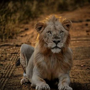 Nature Expeditions Africa (@nature_exp) on Twitter photo Explore all that Tsavo East N. Park has to offer. With its abundant wildlife, including lions, elephants, and rhinos, and zebras, you won't want to miss out on this unique experience.
For bookings:
☎+254 – 748 717 387
📧info@natureexpeditions.com
#VisitTsavoEast #LoveKenya Explore all that Tsavo East N. Park has to offer. With its abundant wildlife, including lions, elephants, and rhinos, and zebras, you won't want to miss out on this unique experience.
For bookings:
☎+254 – 748 717 387
📧info@natureexpeditions.com
#VisitTsavoEast #LoveKenya
